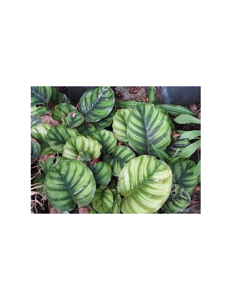 1 Normal Calathea Orbifolia Plant - Online Nursery