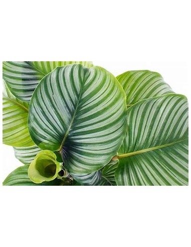 1 Normal Calathea Orbifolia Plant - Online Nursery
