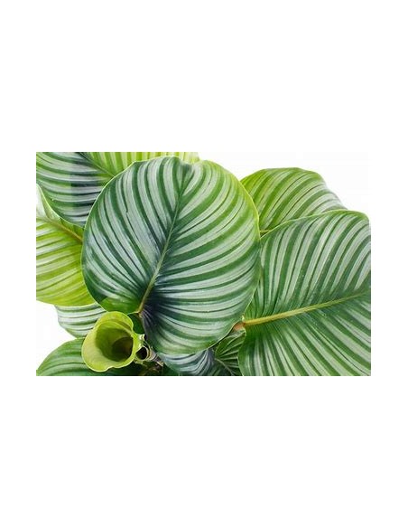 1 Normal Calathea Orbifolia Plant - Online Nursery