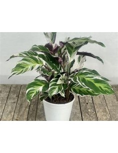 1 Planta de Calathea white...