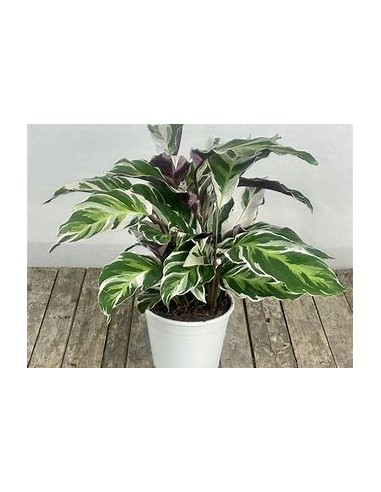 1 Calathea white fusion plant - Online Nursery