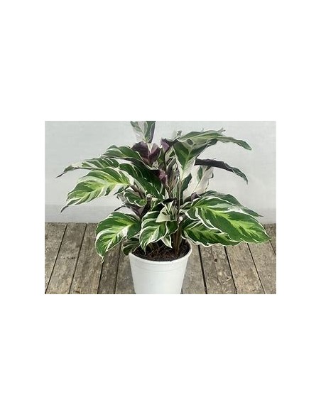1 Calathea white fusion plant - Online Nursery