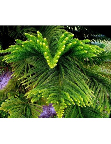 1 Norfolk pine (Araucaria heterophylla) araucaria excelsa for sale live plants