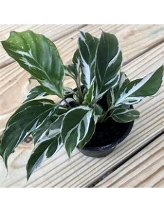 1 Calathea white fusion... 2