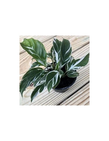 1 Calathea white fusion plant - Online Nursery