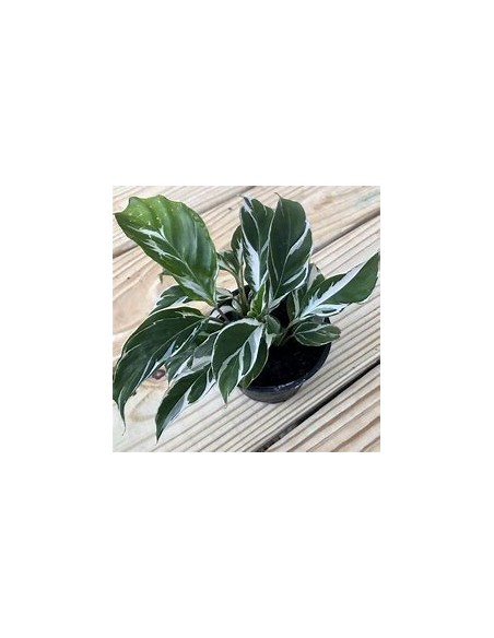 1 Calathea white fusion plant - Online Nursery