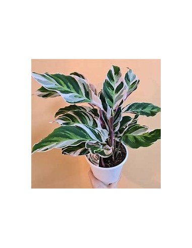 1 Calathea white fusion plant - Online Nursery