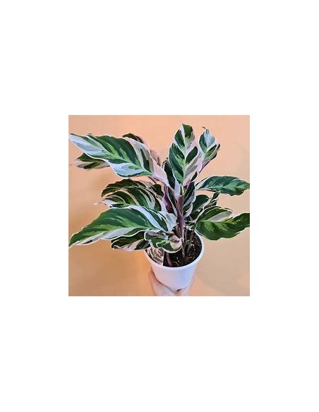 1 Calathea white fusion plant - Online Nursery