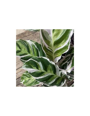 1 Calathea white fusion plant - Online Nursery