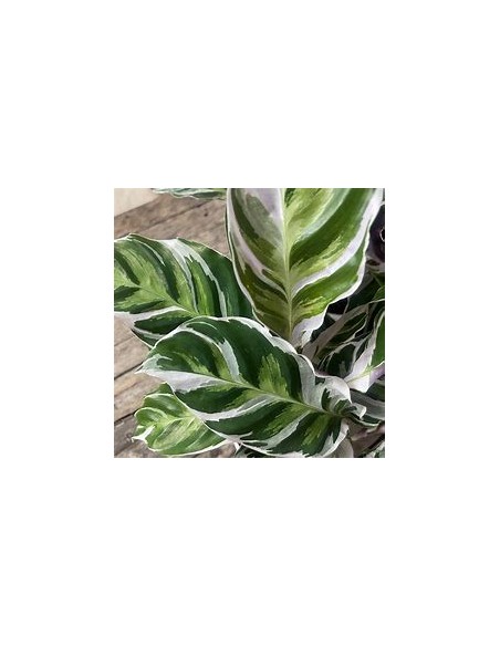 1 Calathea white fusion plant - Online Nursery