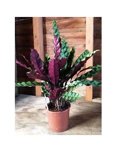 1 Planta de Calathea...