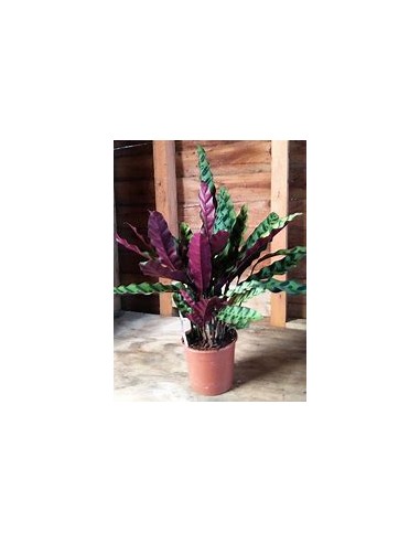 1 Calathea lancifolia Plant - Online Nursery