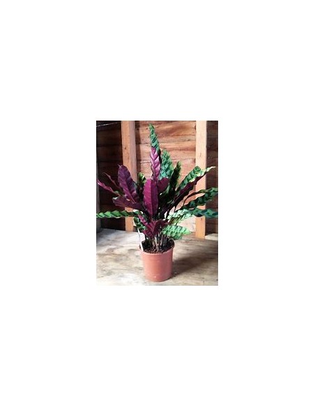 1 Calathea lancifolia Plant - Online Nursery