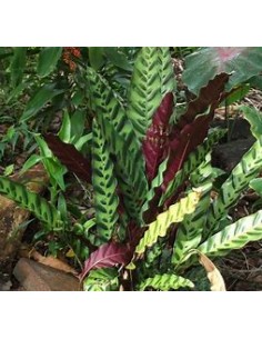 1 Calathea lancifolia Plant... 2