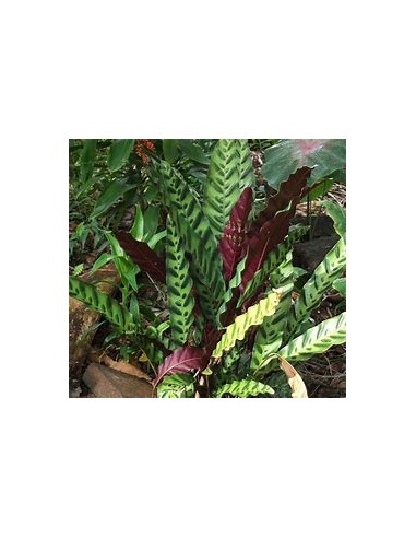 1 Calathea lancifolia Plant - Online Nursery