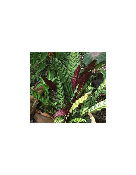 1 Calathea lancifolia Plant - Online Nursery