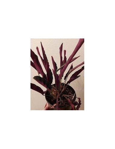 1 Calathea lancifolia Plant - Online Nursery