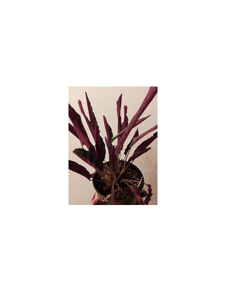 1 Calathea lancifolia Plant - Online Nursery