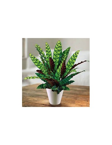 1 Calathea lancifolia Plant - Online Nursery