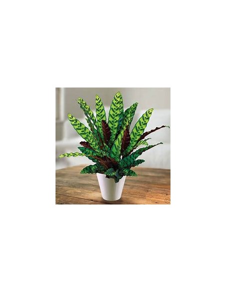 1 Calathea lancifolia Plant - Online Nursery