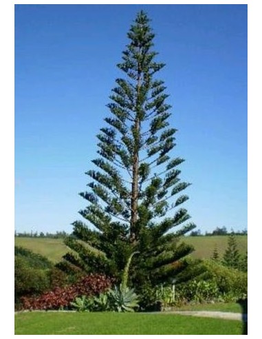 1 Norfolk pine (Araucaria heterophylla) araucaria excelsa for sale live plants