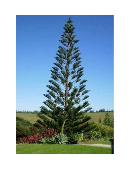1 Norfolk pine (Araucaria heterophylla) araucaria excelsa for sale live plants 1 Norfolk pine (Araucaria heterophylla) araucaria excelsa for sale live plants
