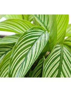 1 Planta de Calathea...