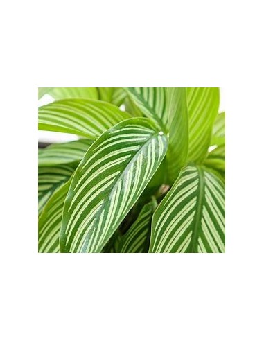 1 Planta de Calathea vittata - Vivero por Internet