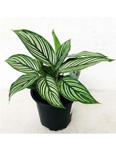 1 Calathea vittata Plant -... 2