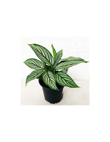 1 Planta de Calathea vittata - Vivero por Internet