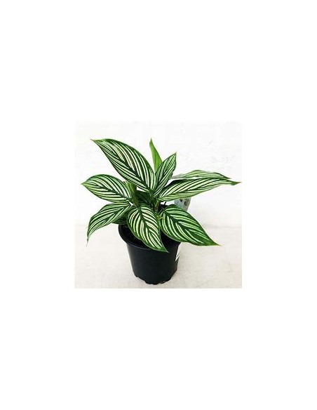 1 Planta de Calathea vittata - Vivero por Internet