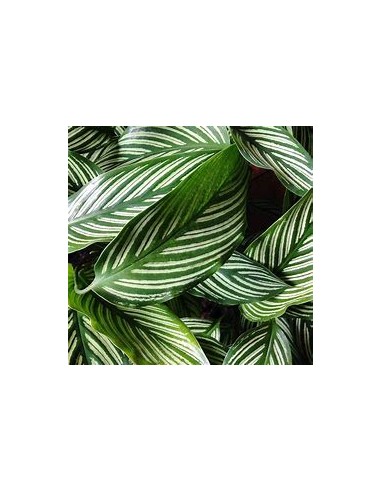 1 Calathea vittata Plant - Online Nursery