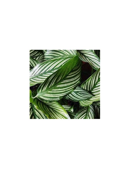 1 Planta de Calathea vittata - Vivero por Internet