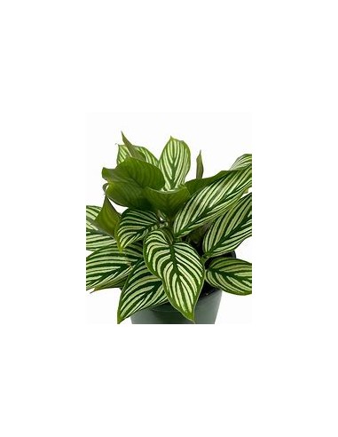 1 Calathea vittata Plant - Online Nursery