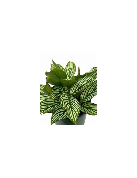 1 Planta de Calathea vittata - Vivero por Internet