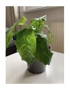 1 Calathea Musaica network...
