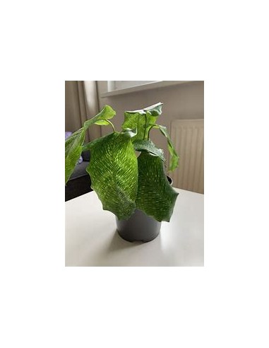 1 Calathea Musaica network plant - Online Nursery