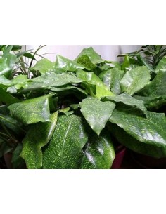 1 Planta de Calathea... 2