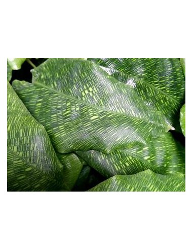 1 Calathea Musaica network plant - Online Nursery