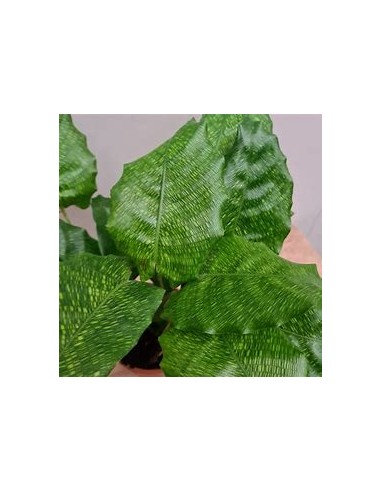 1 Calathea Musaica network plant - Online Nursery