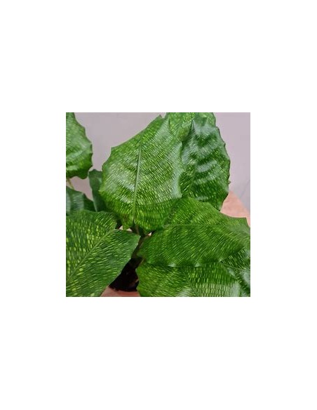 1 Planta de Calathea Musaica network - Vivero por Internet