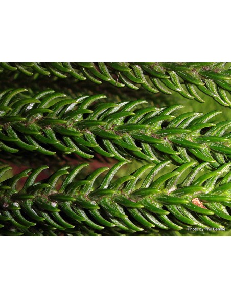 1 Norfolk pine (Araucaria heterophylla) araucaria excelsa for sale live plants 1 Norfolk pine (Araucaria heterophylla) araucaria excelsa for sale live plants