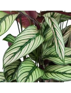 1 Calathea majestica plant...