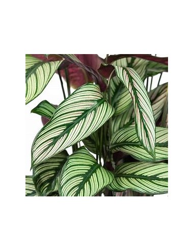 1 Calathea majestica plant - Online Nursery