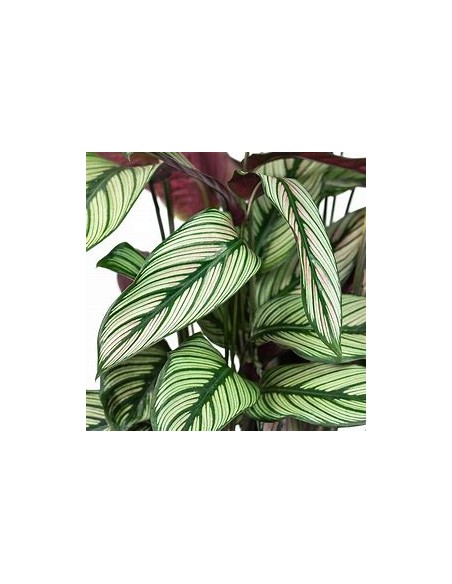 1 Calathea majestica plant - Online Nursery