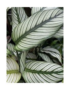 1 Calathea majestica plant... 2