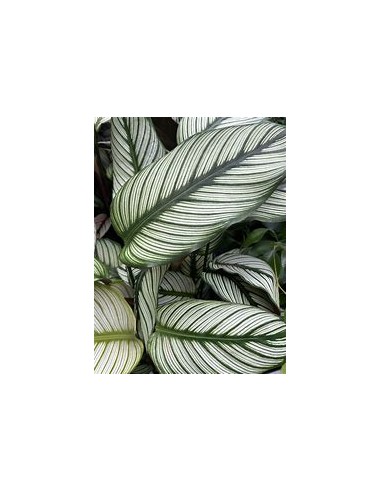 1 Calathea majestica plant - Online Nursery
