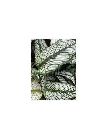 1 Calathea majestica plant - Online Nursery