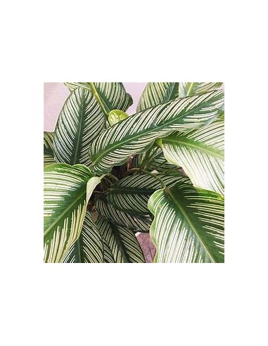 1 Calathea majestica plant - Online Nursery