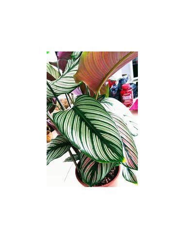 1 Calathea majestica plant - Online Nursery
